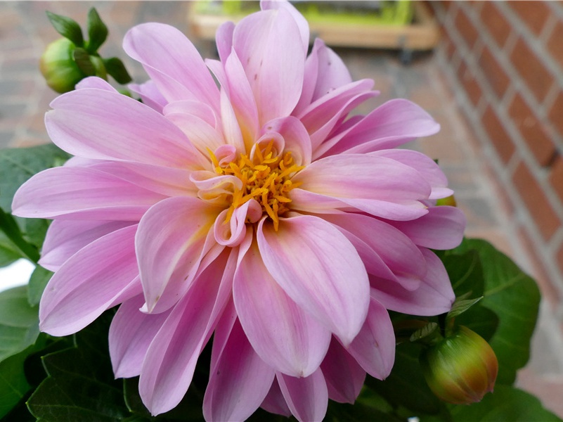 杜诗连章结构在诗学上的意义(一)