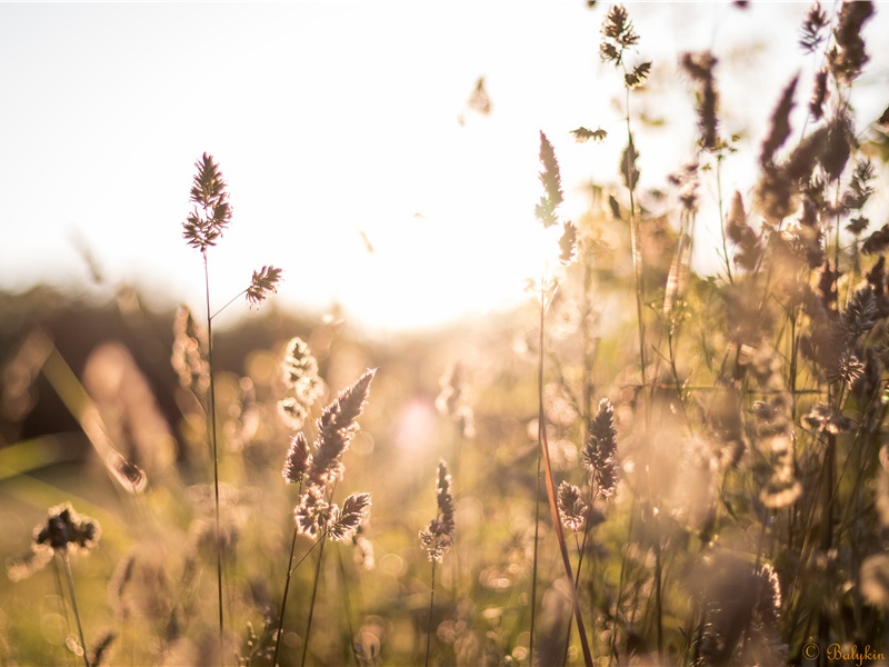 赞公和西枝村-杜甫度陇客秦州