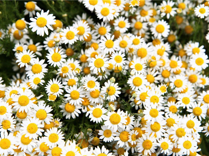 白水明府舅宅喜雨