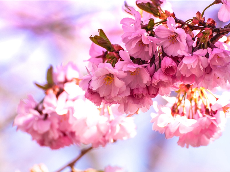 乱唐的“轧荦山”-杜甫的惊变与陷贼