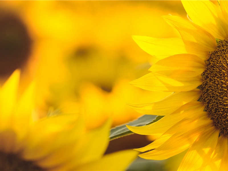 病后遇王倚饮赠歌