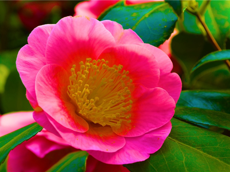 杜甫诗歌艺术的特质(一)