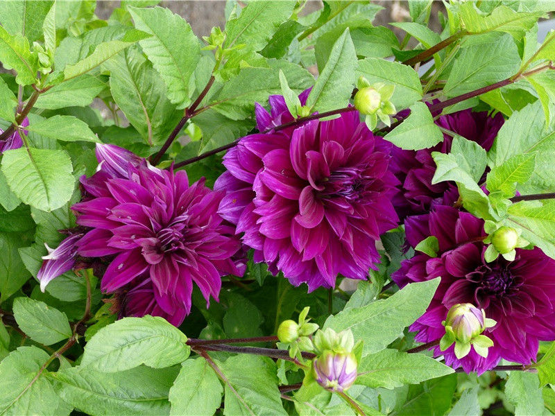 如此“中兴主”-杜甫眼中的天上人间