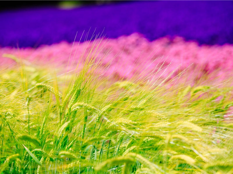 后出塞五首·其二(朝进东门营)