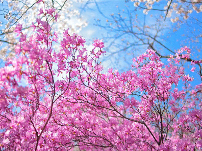 朱门酒肉臭(杜甫故事)