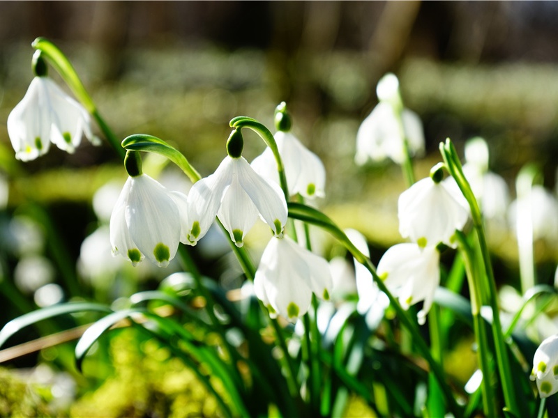 送长孙九侍御赴武威判官