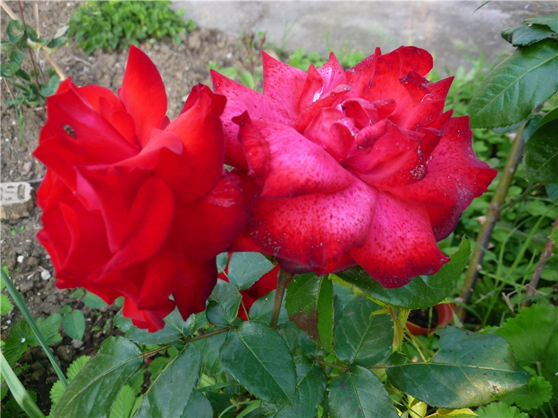 “祸转亡胡岁”-杜甫的惊变与陷贼