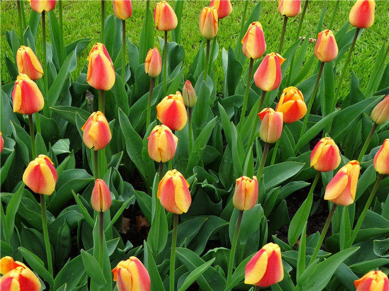 诗的自传和列传-杜甫孤舟一系