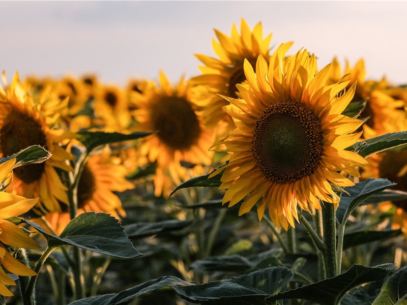 一雨便成秋-杜甫孤舟一系