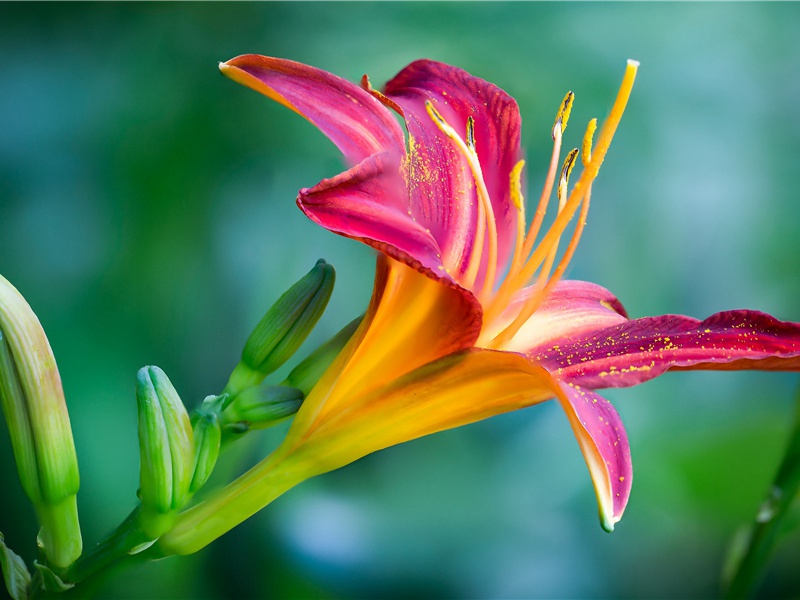 杜甫草堂(杜甫故事)