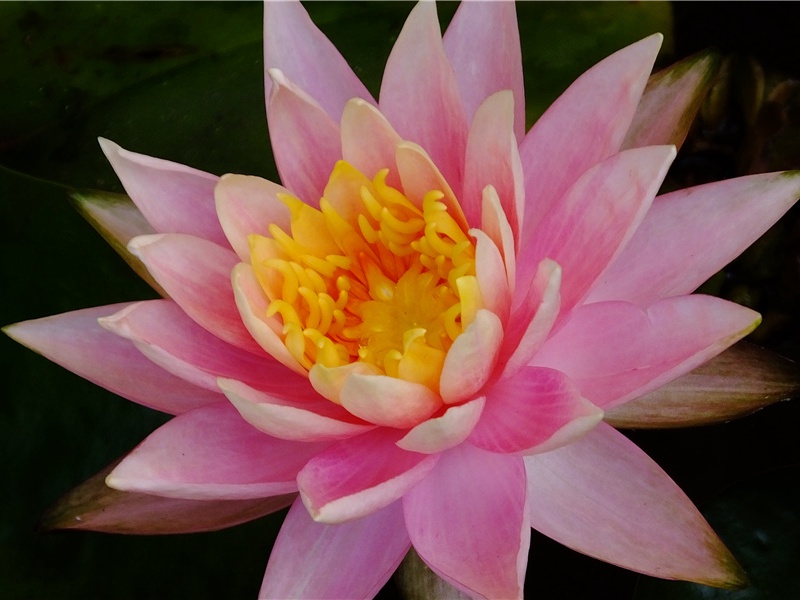 杜甫与鲍照(三)