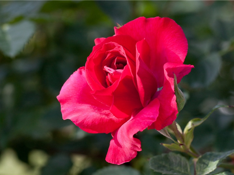 遣兴之三-杜甫度陇客秦州