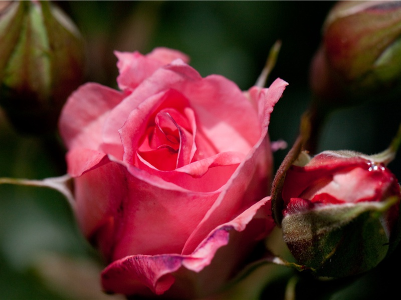 羌村三首其一(峥嵘赤云西)