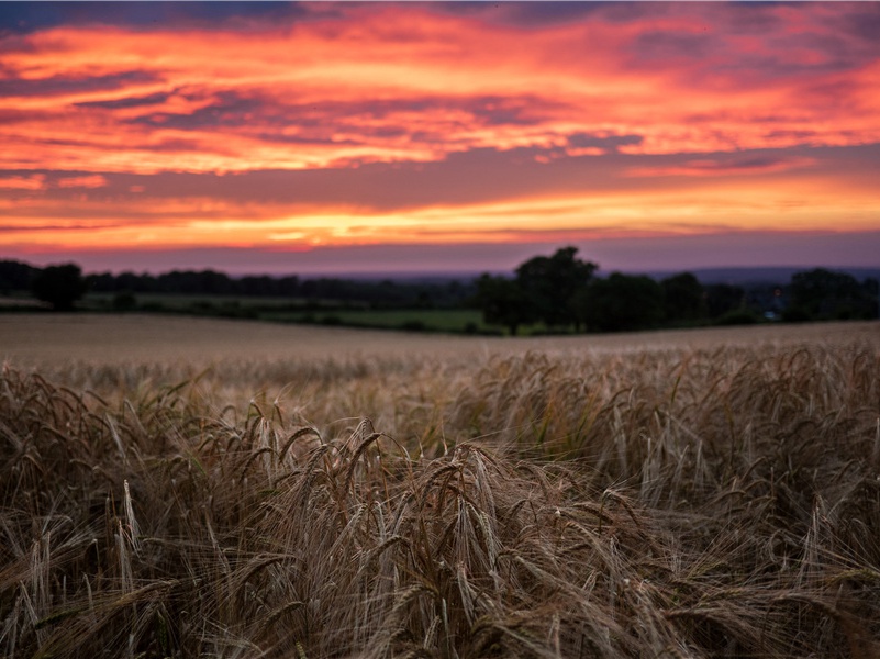 得舍弟消息·风吹紫荆树