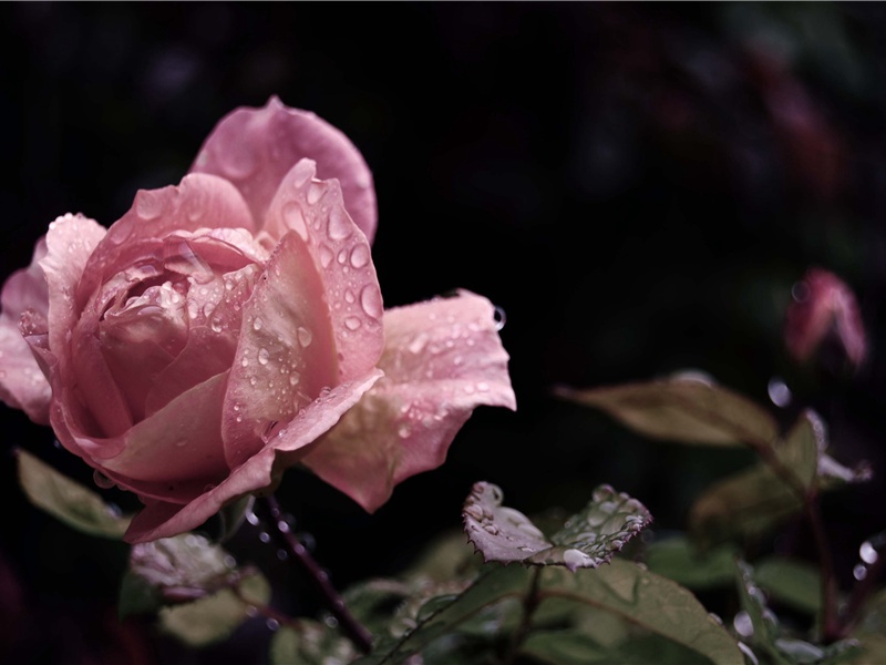 后出塞五首·其五(我本良家子)