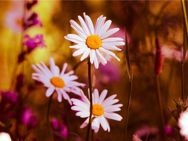遣兴三首·我今日夜忧