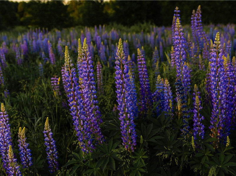 奉陪郑驸马韦曲二首其一(韦曲花无赖)