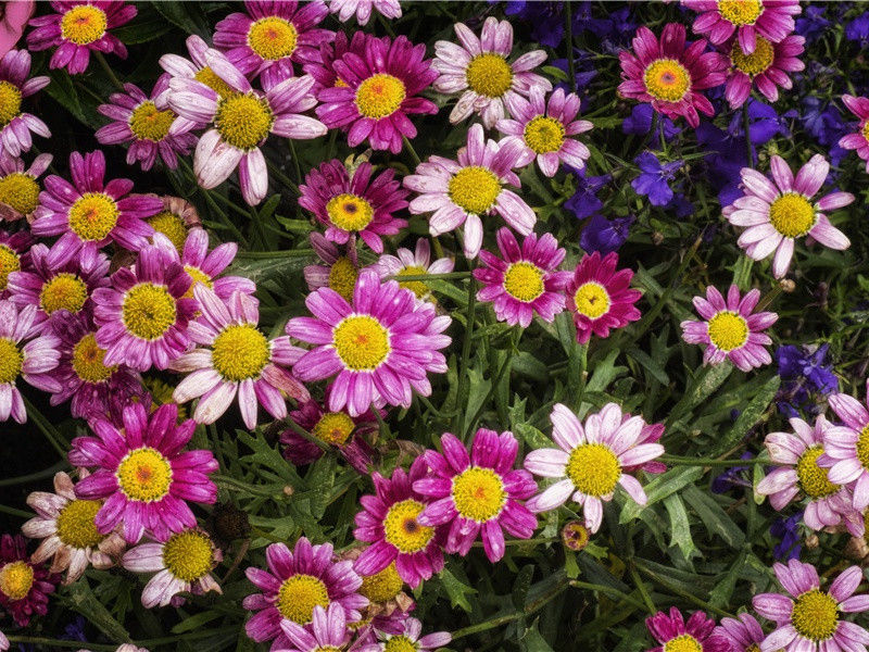 闻捷与返京-杜甫长安遁复还