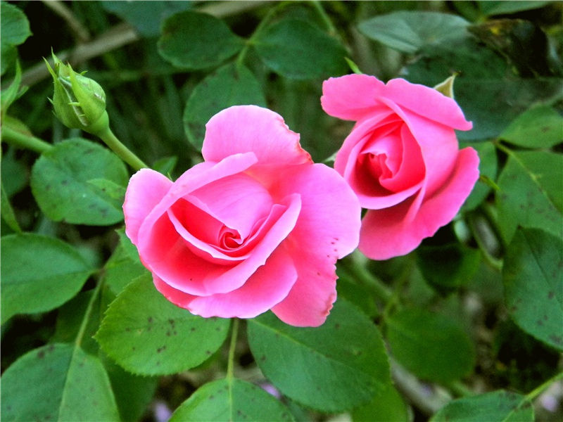 “此行叠壮观”-杜甫转蓬