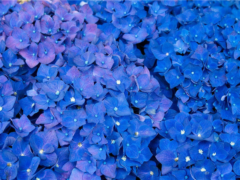 “杀气吹沅湘”-杜甫潇湘夕霁