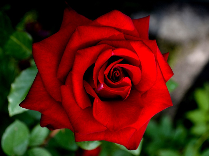 重拾梦想(杜甫故事)