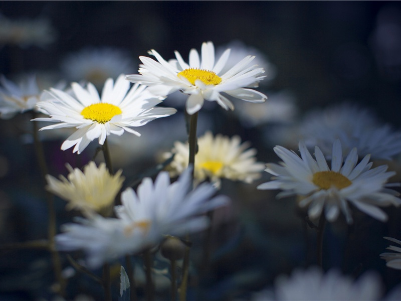 杜甫与汉魏晋诗的三大传统之关系(二)