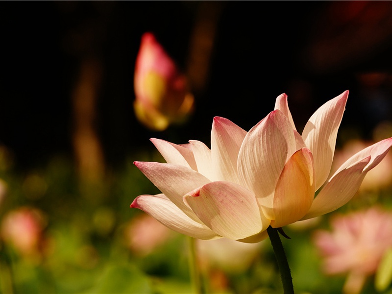 喜达行在所其二(愁思胡笳夕)