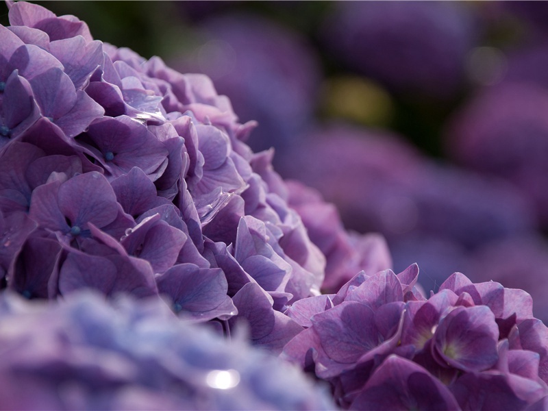 杜甫目睹陇右的边警与艰险的山川