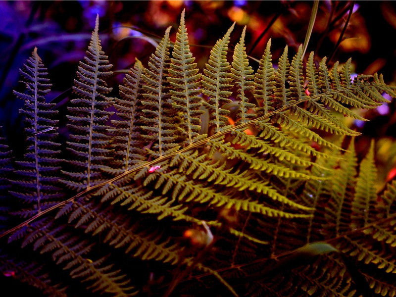 奉陪郑驸马韦曲二首