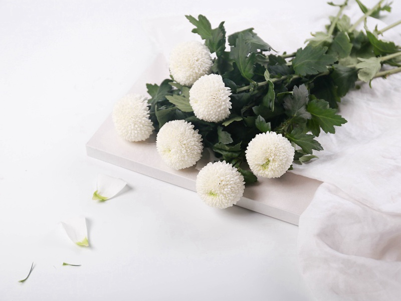 旅游频繁的春天-杜甫“蛟龙无定窟”