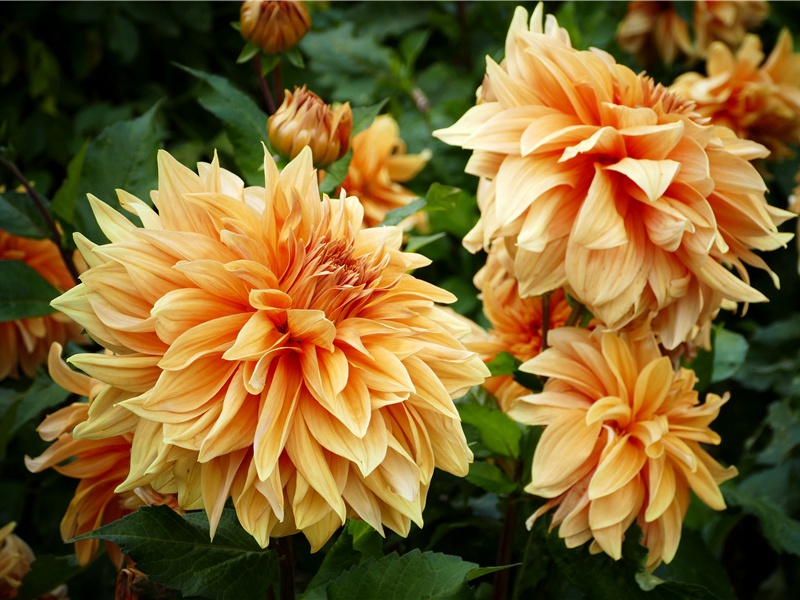 “归期未敢论”-杜甫“蛟龙无定窟”