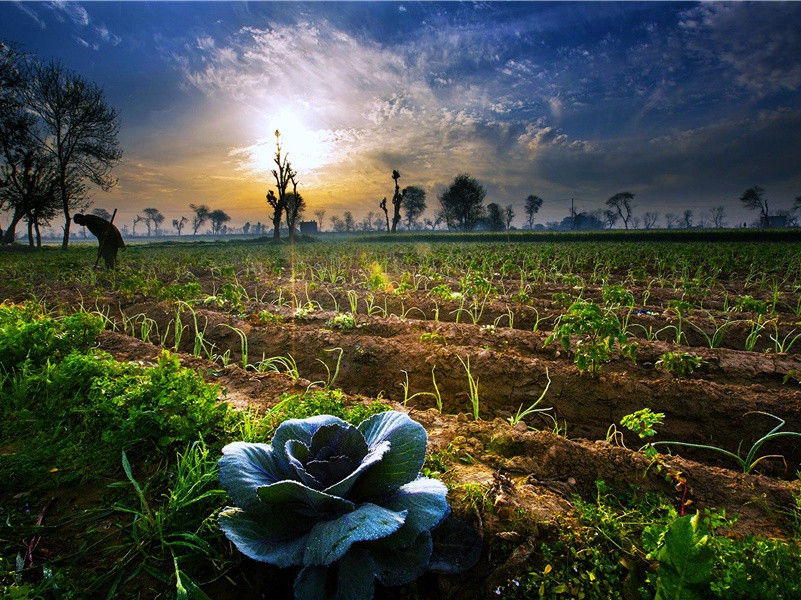 诗圣结婚(杜甫故事)