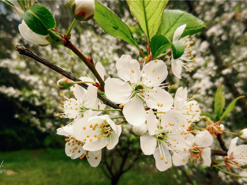 题张氏隐居二首