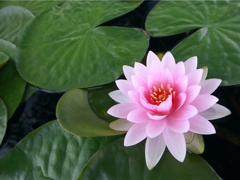 遣兴·骥子好男儿