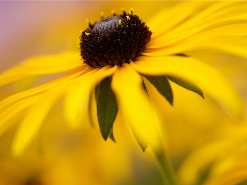 与任城许主簿游南池