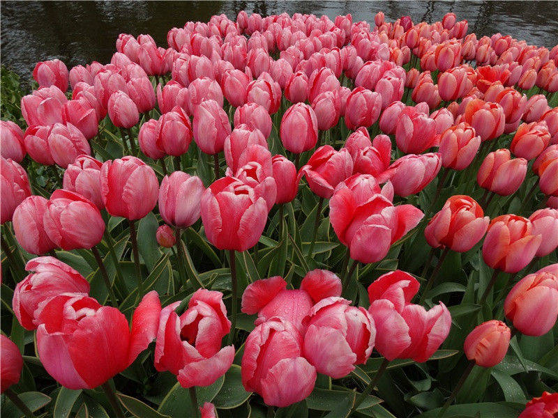 暂如临邑至㟙山湖亭奉怀李员外率尔成兴