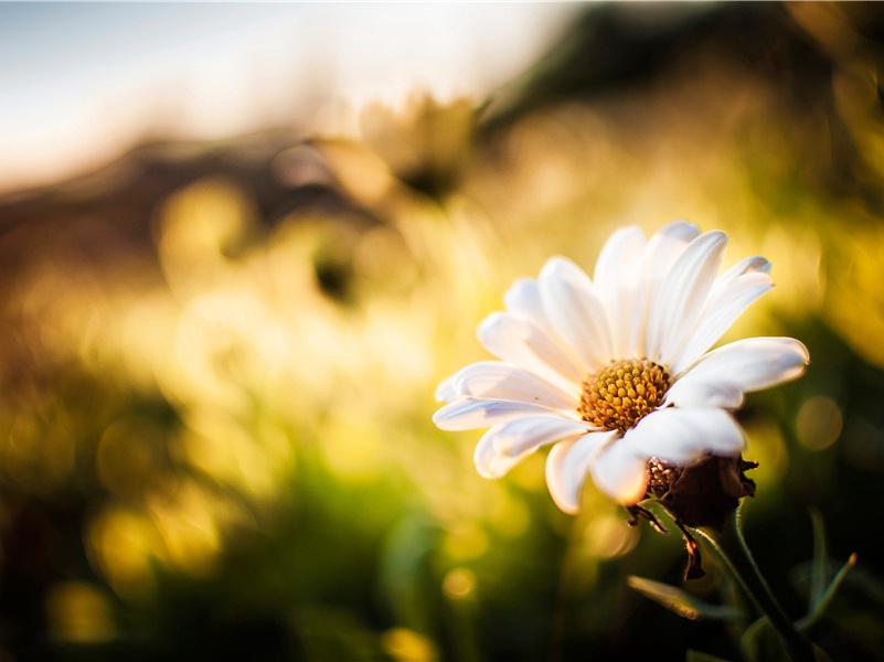 奉寄河南韦尹丈人