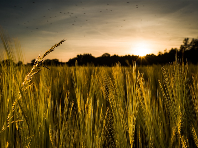 玄都坛歌寄元逸人