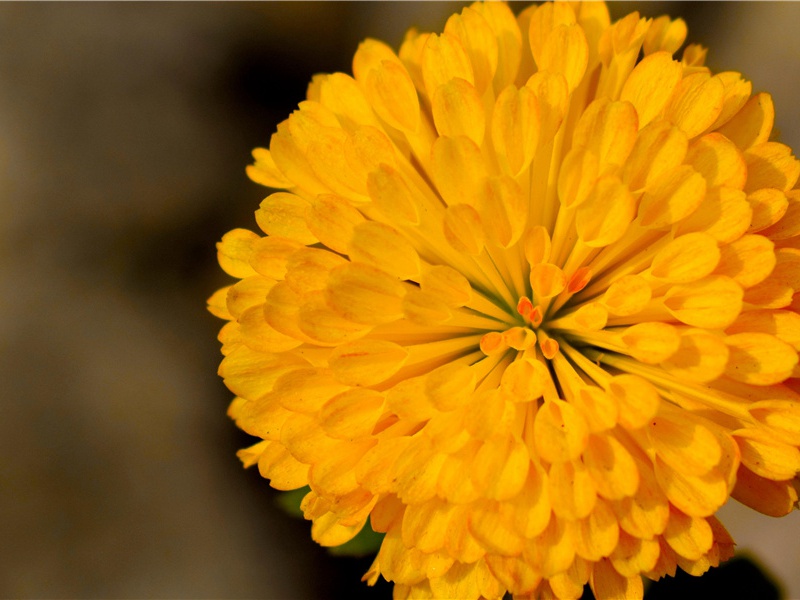 前出塞九首·其二(出门日已远)