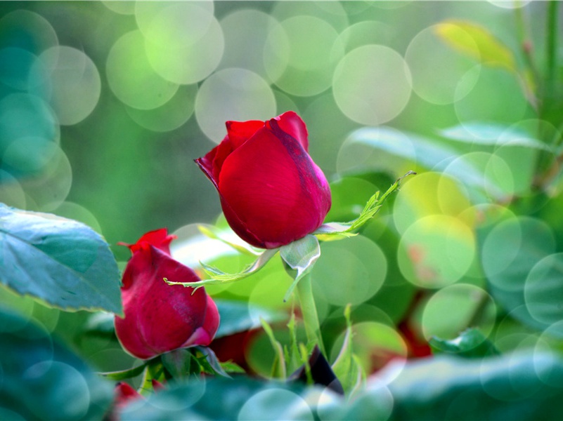 桥陵诗三十韵因呈县内诸官