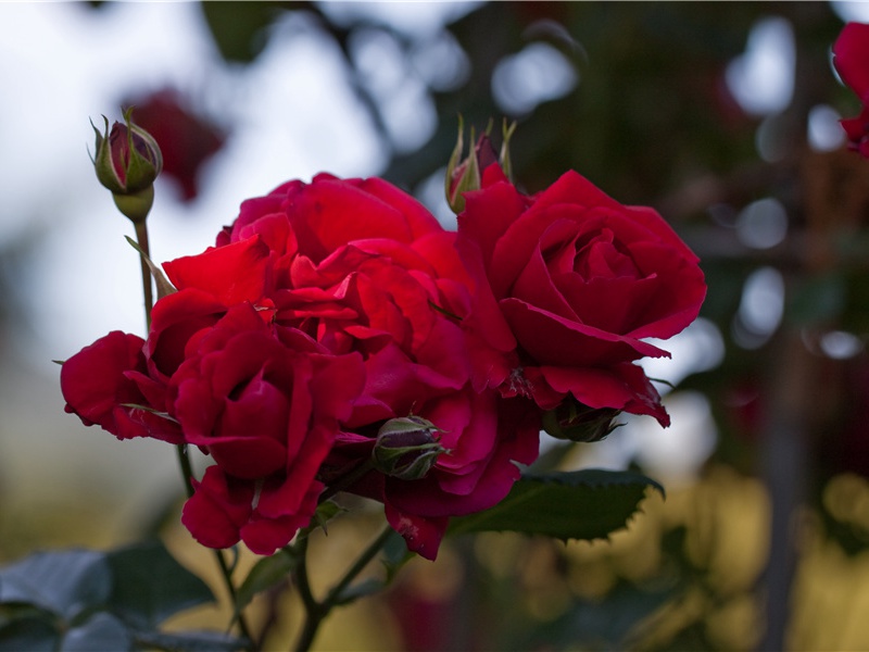 奉先刘少府新画山水障歌