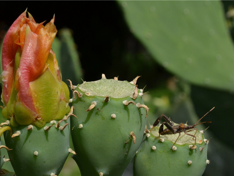 暂如临邑至㟙山湖亭奉怀李员外率尔成兴