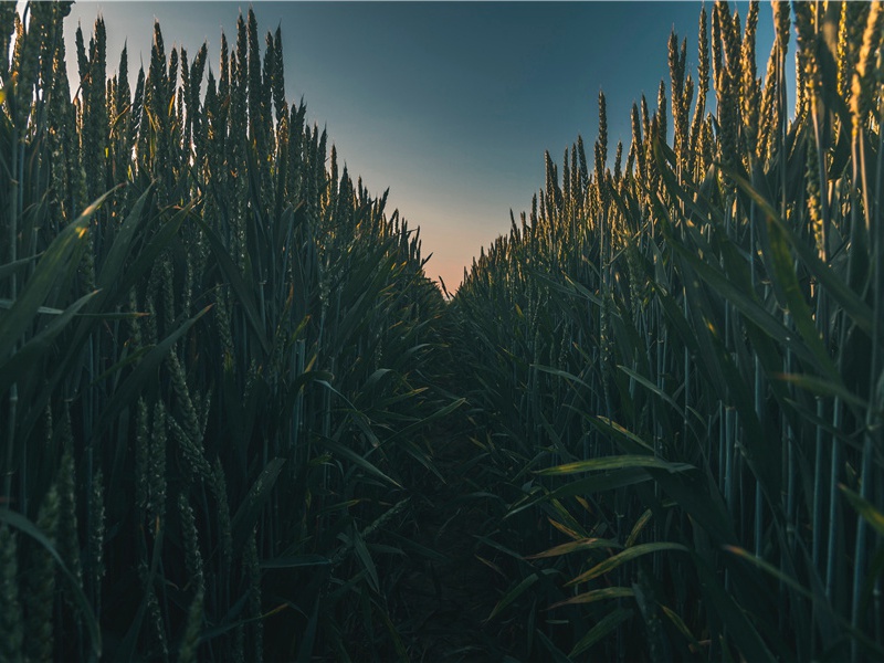 敬赠郑谏议十韵