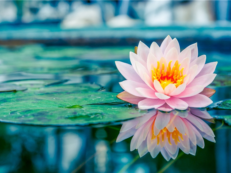 九日杨奉先会白水崔明府