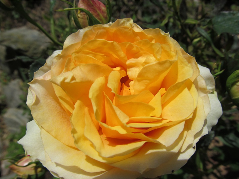 晦日寻崔戢李封