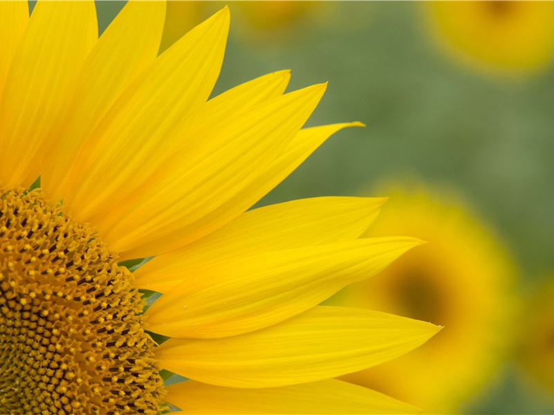 奉送郭中丞兼太仆卿充陇右节度使三十韵