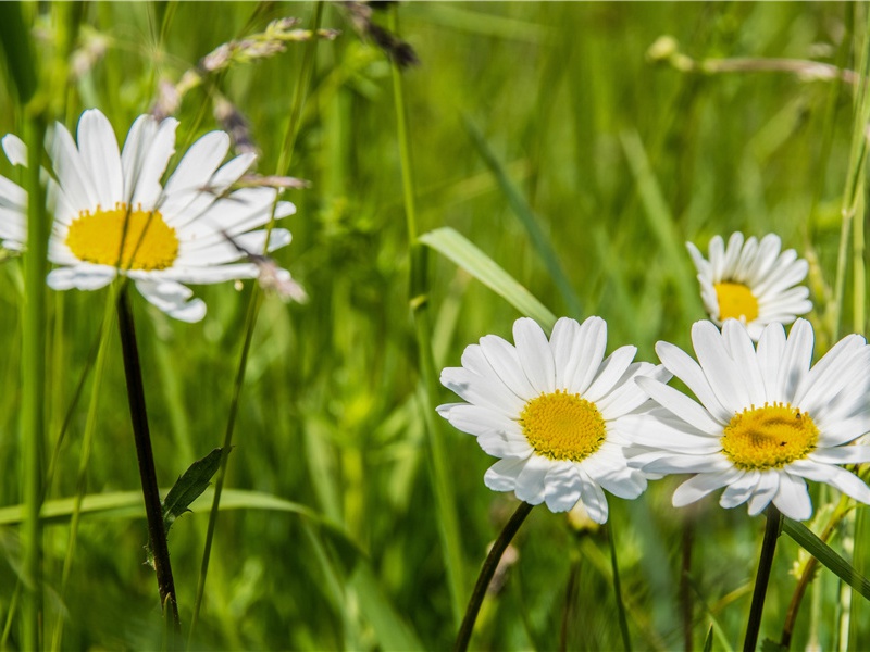 留别贾严二阁老两院补阙