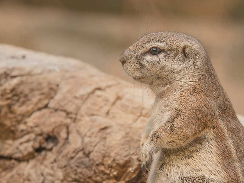 送翰林张司马南海勒碑