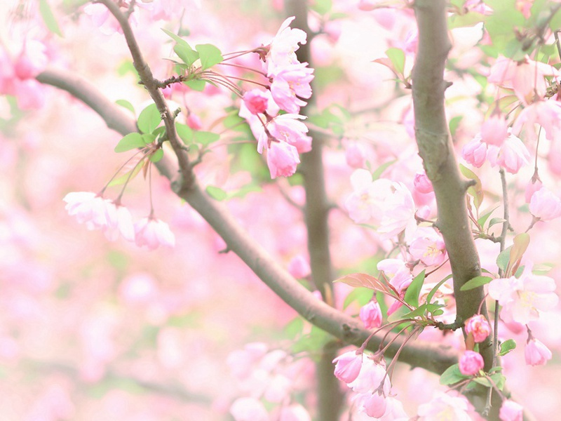 曲江陪郑八丈南史饮