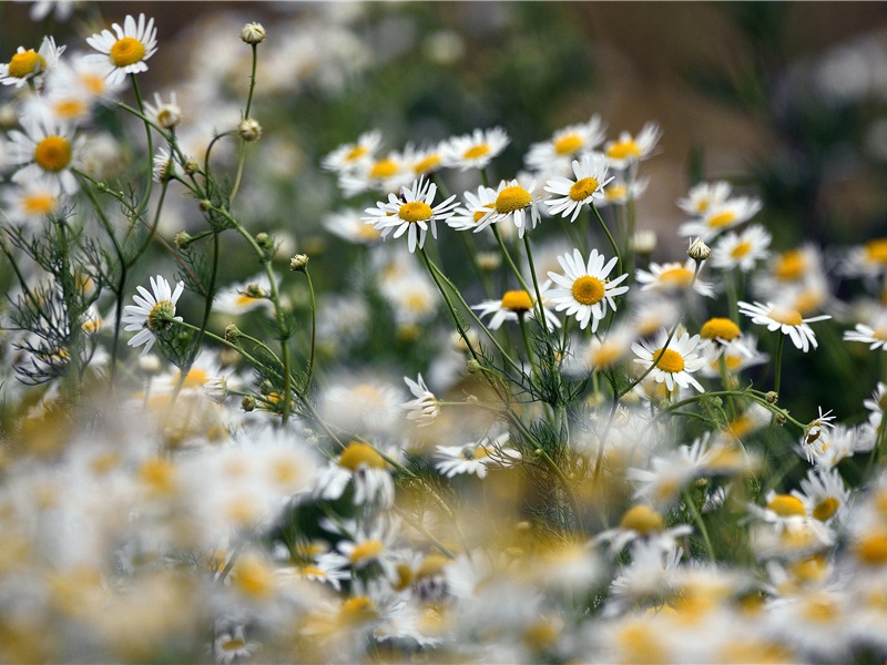 收京三首其二(生意甘衰白)